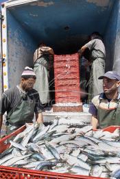 Image du Maroc Professionnelle de  Les ouvriers s'activent énergiquement sans perdre de temps à couvrir de glace les caisses en plastique rempli de sardines vivantes, cette dynamique dans le but de conserver la sardine toute fraîche durant l’opération du transport au Port de Laayoune, Lundi 8 Mars 2010. (Photo / Abdeljalil Bounhar)